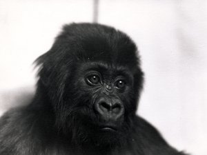 ゴリラ「メン」の肖像、1939